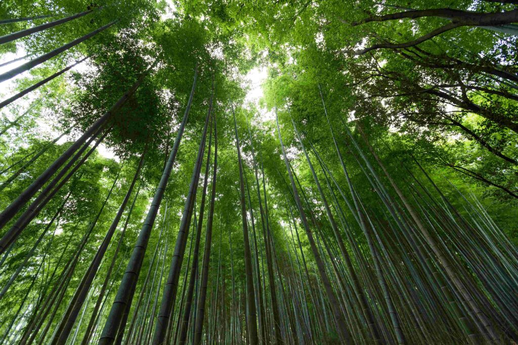 bamboo forest from low angle 2022 12 15 22 42 11 utc